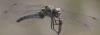 Sympetrum striolatum